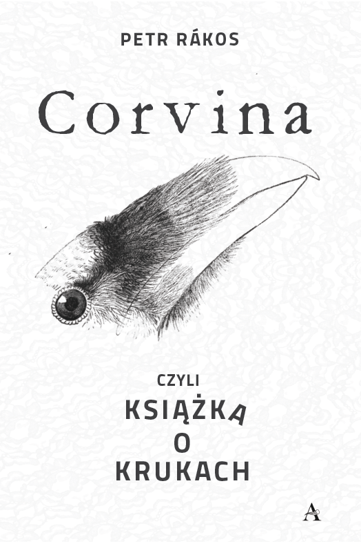 Corvina 